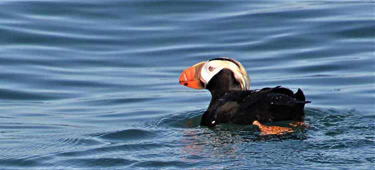 puffin